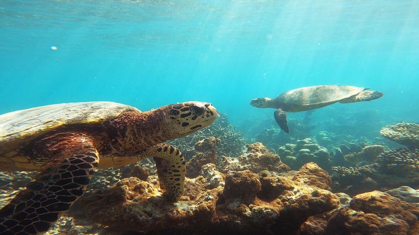 Hausriff, Turtle, Schildkröte, Euro-Divers Amari Havodda, Malediven