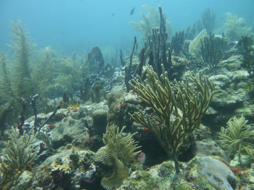 Whibbles Reef, Grenada