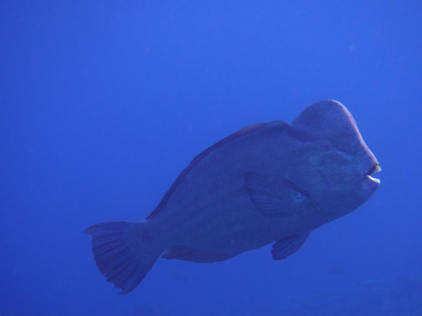 Apo Reef; Büffelkopf, Apo Reef, Pandan Island, Sablayan, Philippinen