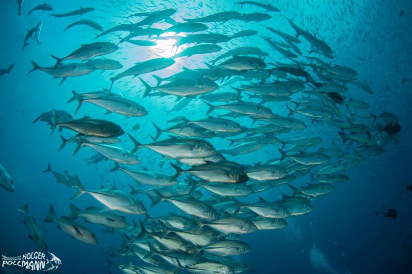 hp-underwaterphoto-Großaugen-Stachelmakrele, Bigeye Trevally, Caranx sexfasciatus, Raja Ampat, Indonesia, Papua Explorers Dive Resort, Raja Ampat, Indonesien, Allgemein