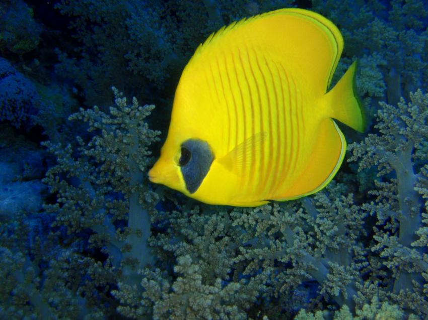 St. John ´s Safari, St. John´s Reef,Ägypten,Maskenfalterfisch