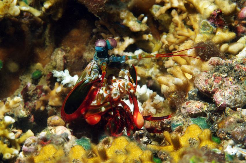 Diverse Tauchplätze. Unterkunft/Tauchschule Bastianos Resort, Lembeh, Lembeh Strait,Nord Sulawesi,Indonesien