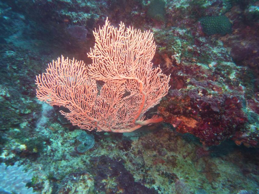 Maritim Crystals Diving Centre , Mauritius