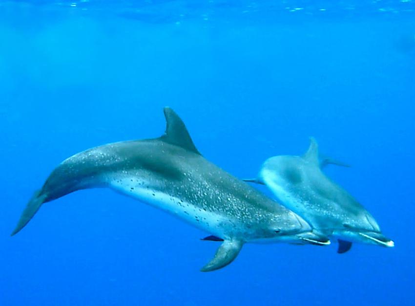 Nautic-Dive, Lanzarote, Spanien, Kanarische Inseln, Delfine