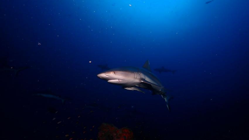 DivePoint Guraidhoo, Malediven