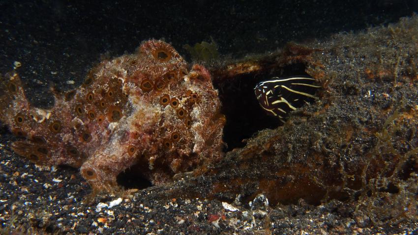 Frogfishmania Part 3, Lembeh Strait,Nord Sulawesi,Indonesien,Anglerfisch,Frogfisch