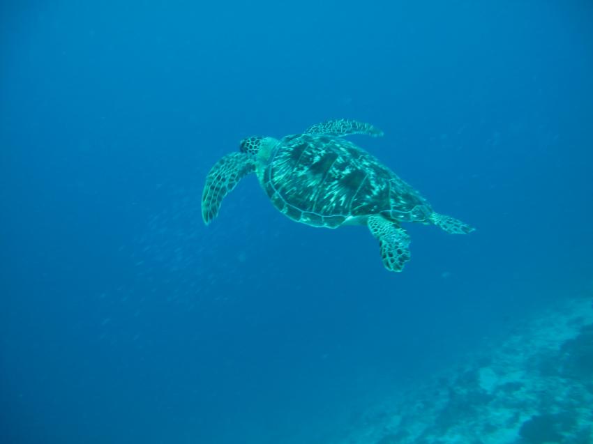 Turtle, Fun Divers Zanzibar, Nungwi, Tansania
