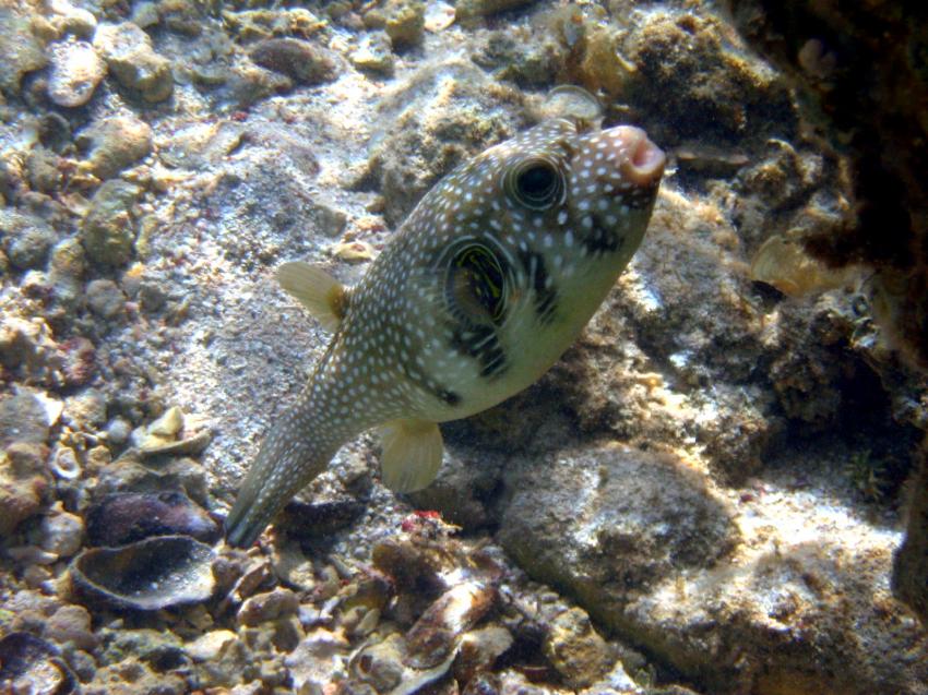 Marsa Alam - Hausriff WaterWorldDivingCenter