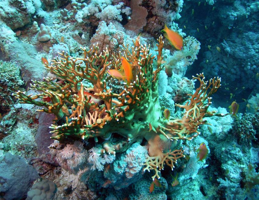 Safaga 01/2011 Teil 2, Safaga - allgemein,Ägypten