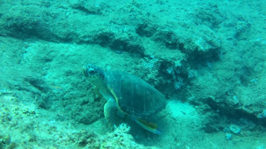 Schildkröte in der Bucht von Adrasan, Diving Center Adrasan, Antalya, Türkei