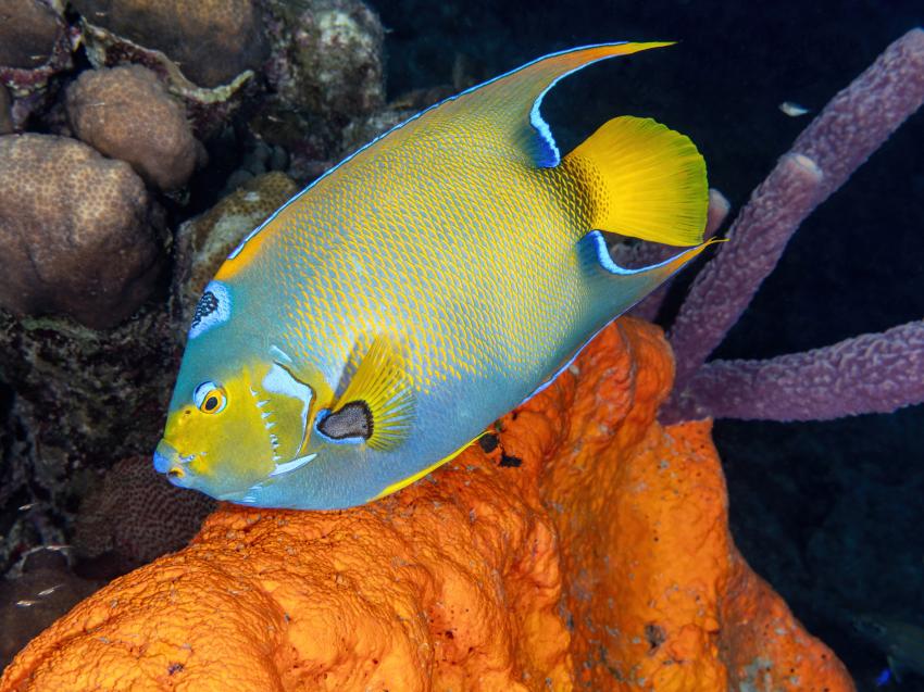 Tropical Divers Bonaire, Niederländische Antillen, Bonaire