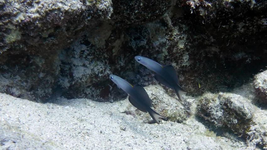 Scherenschwanz-Torpedogrundel, Extra Divers - Three Corners Fayrouz Plaza, Marsa Alam, Ägypten, Marsa Alam und südlich