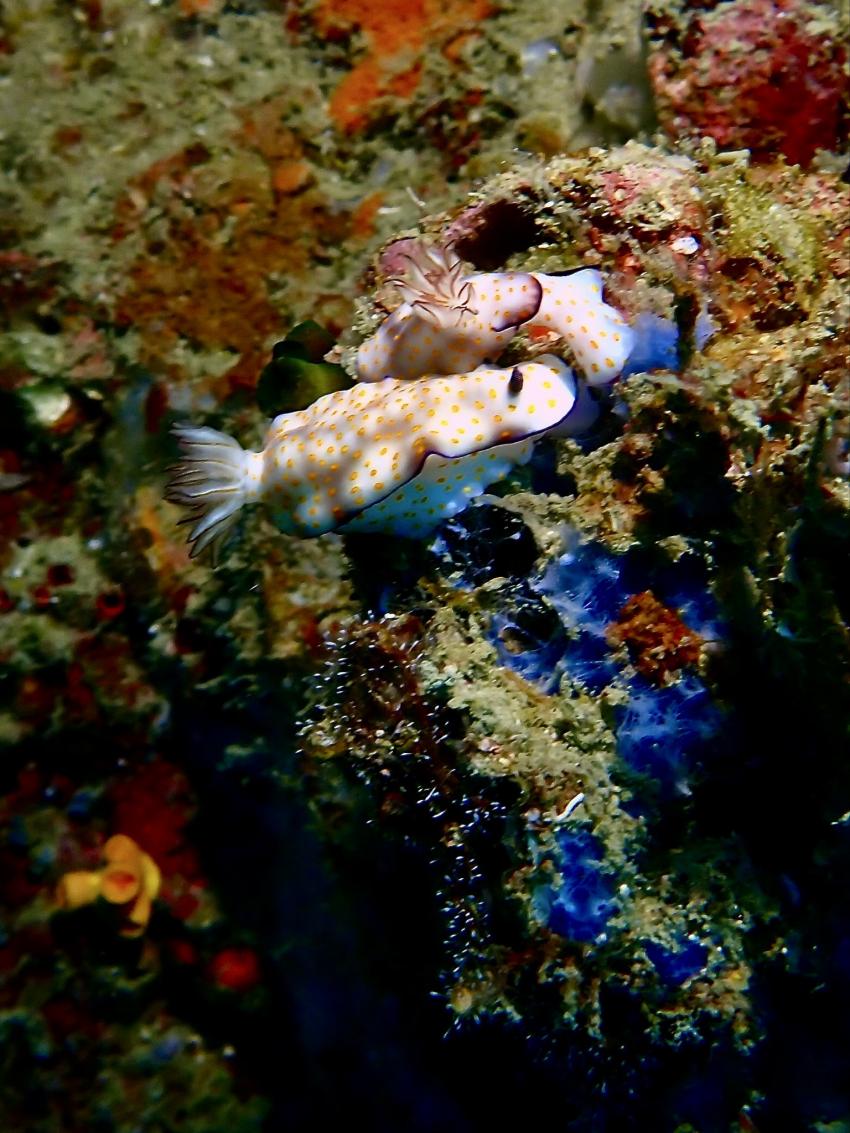Aloha Diving, Rawai, Phuket, Thailand, Andamanensee