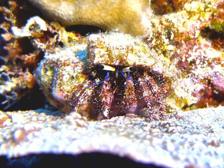 Einsiedeln, DivePoint Rannalhi, Malediven