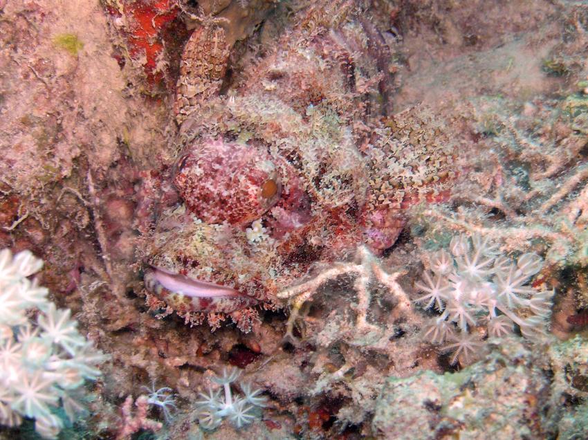 Brayka Bay, Brayka Bay,Ägypten