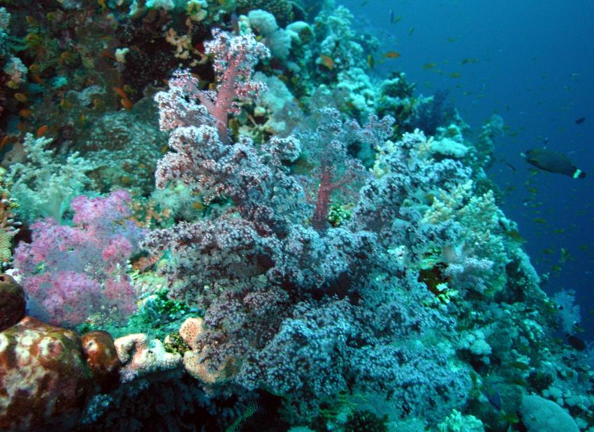 Safaga 01/2011 Teil 3, Safaga - allgemein,Ägypten