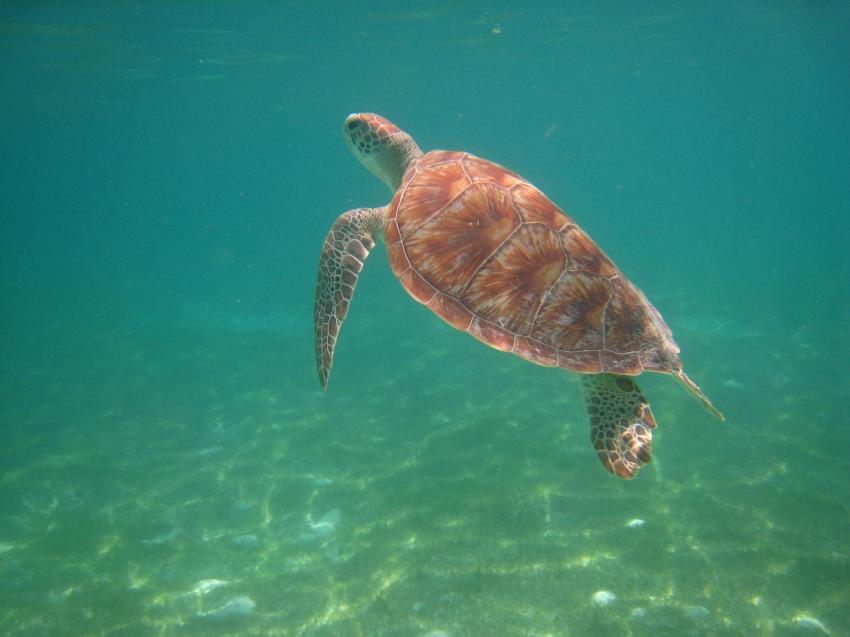 Kuredu - Lhaviyani Atoll, Kuredu,Malediven,Meeresschildkröten