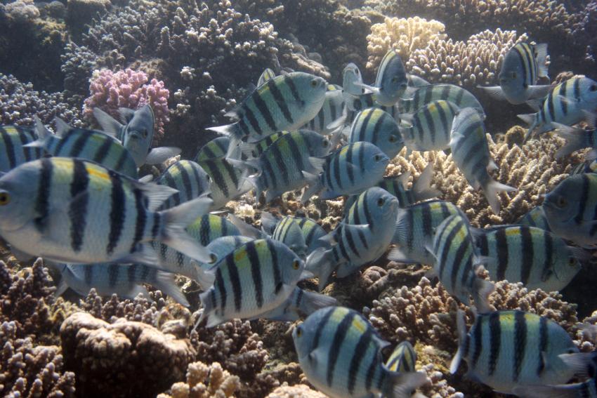 Big Blue Mashraba, Dahab, Ägypten, Sinai-Nord ab Dahab