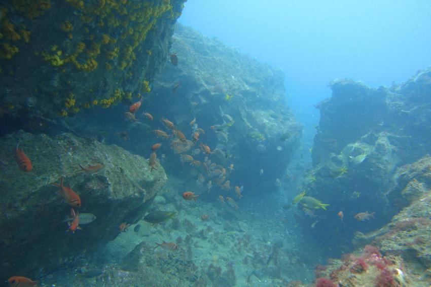 überall gibt es sehr viel Fisch, Kapverden, Cabo Verde, Haliotis Dive Center, Mindelo, Kap Verde