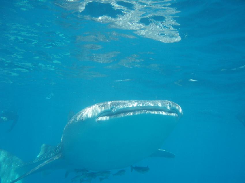 Mahe  Schnorchelfahrt zum Walhai mit Ocean Dream Divers, Mahé,Seychellen