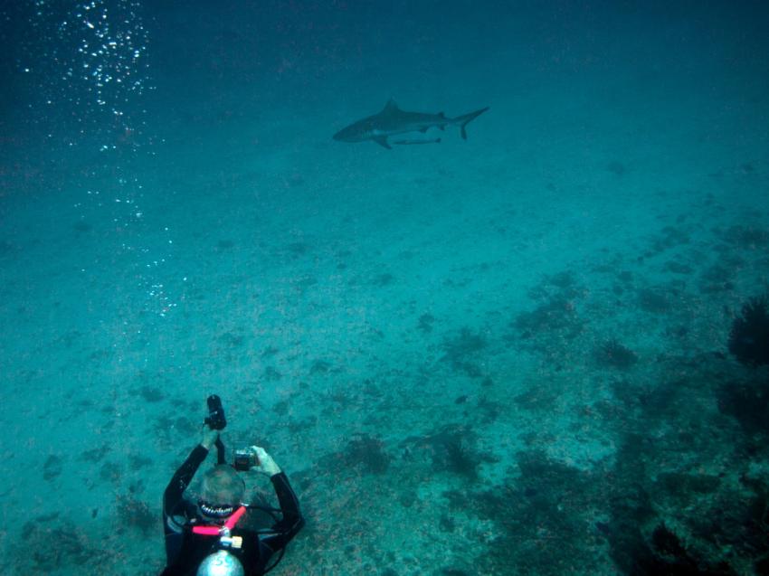 Haie und andere Fische, Ari Atoll Bathala,Malediven