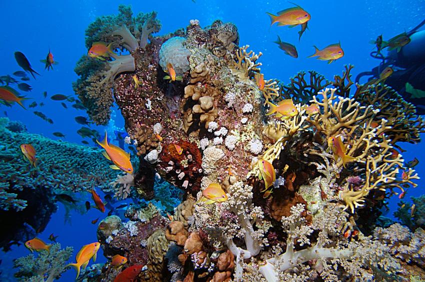 Sharm el Sheikh, Sharm el Sheikh - allgemein,Ägypten,korallenturm,korallen