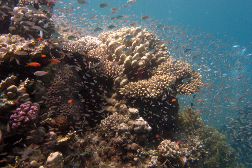 Big Blue Mashraba, Dahab, Ägypten, Sinai-Nord ab Dahab