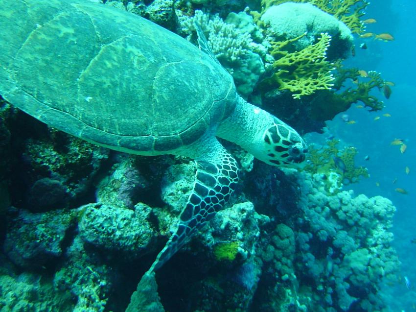 Safaga, Safaga - allgemein,Ägypten