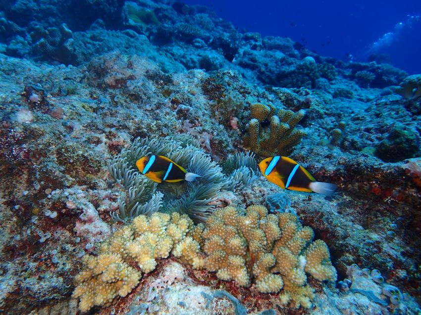 Stingray Point, Peleliu Palau, Peleliu Divers, Blue Dolphin Resort, Peleliu Island, Palau