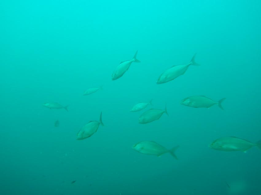 Club La Sirene de Plongee, Djerba, Tunesien