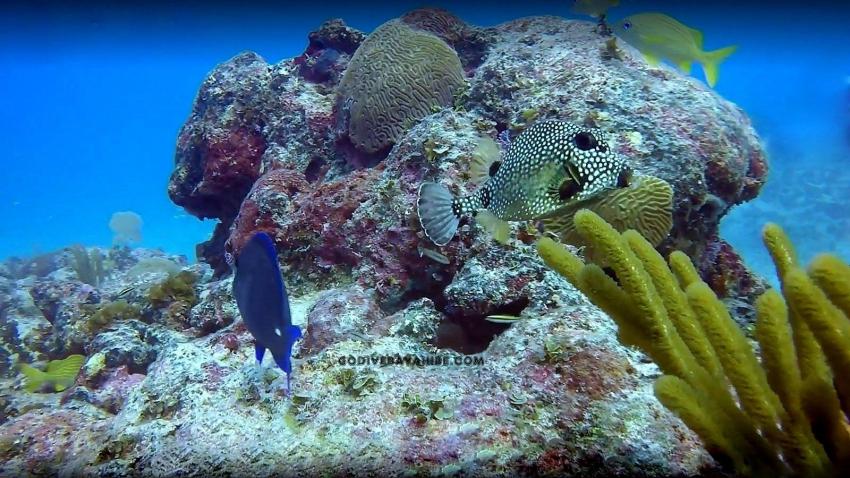 Kofferfisch, GO DIVE Bayahibe, Dominikanische Republik