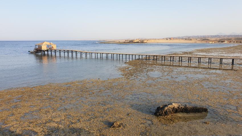 Steg des Rohanou Beach Resorts, Bucht Zerib Kebir bei Niedrigwasser, Zerib Kebir, Ägypten