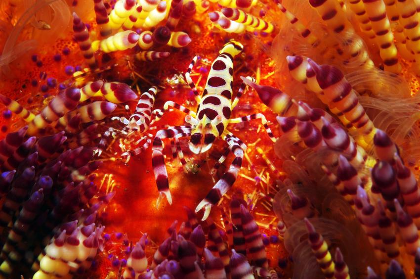 Diverse Tauchplätze. Unterkunft/Tauchschule Bastianos Resort, Lembeh, Lembeh Strait,Nord Sulawesi,Indonesien,Colemans-Garnele,Feuerseeigel