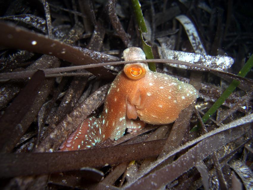 Oktopus im Seegras