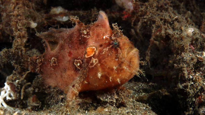 Frogfishmania Part 3, Lembeh Strait,Nord Sulawesi,Indonesien,Anglerfisch,Frogfisch