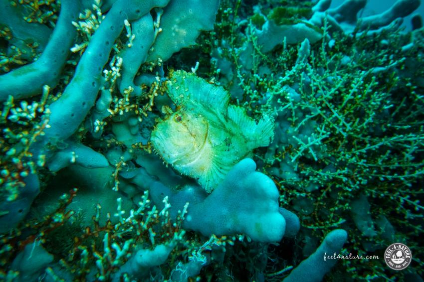 No Fear Diving, Amed, Indonesien, Bali