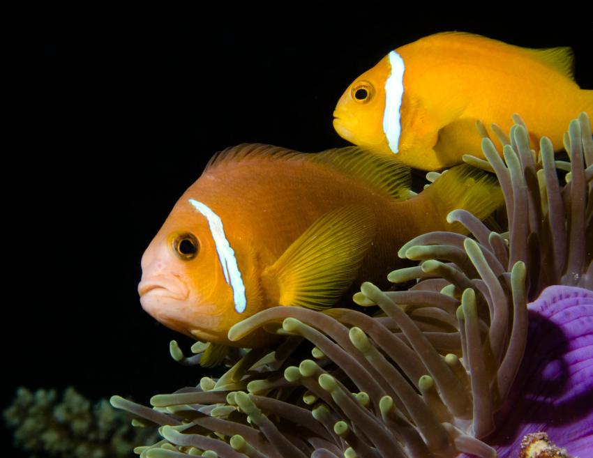 Eriyadu, Eriyadu,Eurodivers,Malediven,clownfisch,anemonenfisch,anemone