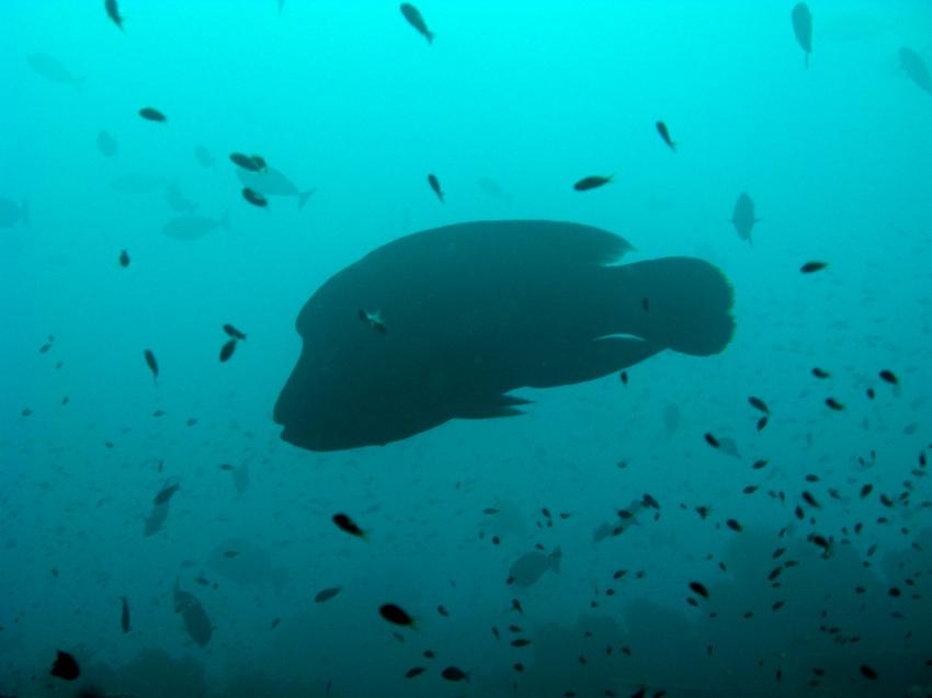 Komodotrip auf der Duyung Baru!, Orca Dive Club Labuan Bajo Flores,Allgemein,Indonesien