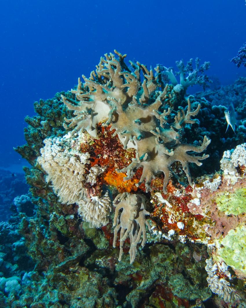 Korallen, Rotes Meer, Sambo Divers, Port Ghalib, Ägypten, El Quseir bis Port Ghalib