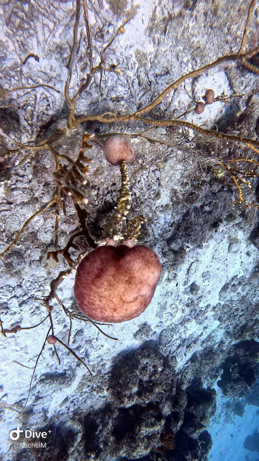 Curacao Divers (Sun Reef Village), Sint Michiel, Niederländische Antillen, Curaçao