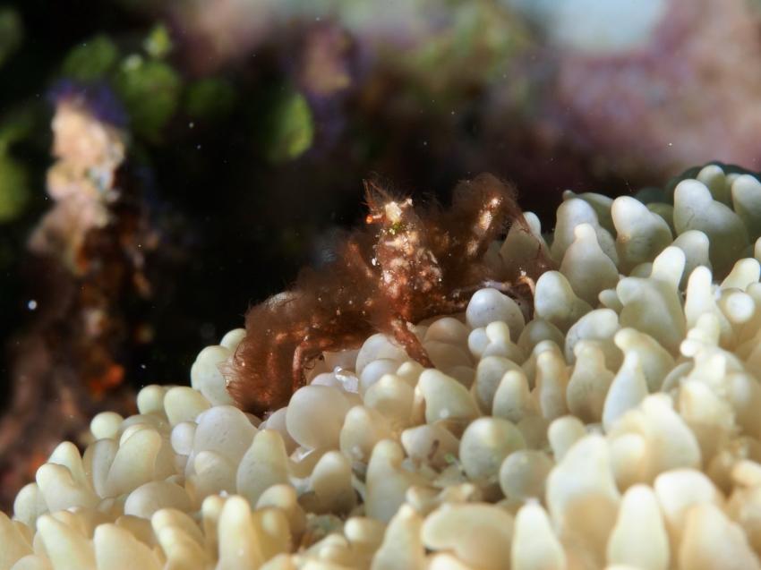 Tarzan Diving, Raja Ampat, Indonesien