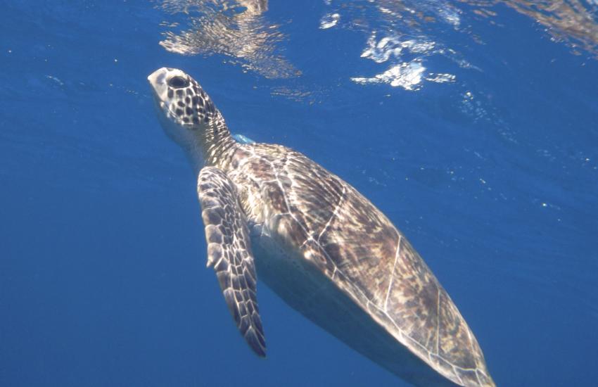 Housereef Tulip , ORCA Dive Club Tulip, Ägypten, Marsa Alam und südlich