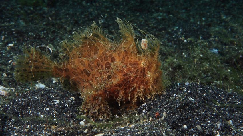 Frogfishmania Part 3, Lembeh Strait,Nord Sulawesi,Indonesien,Anglerfisch,Frogfisch