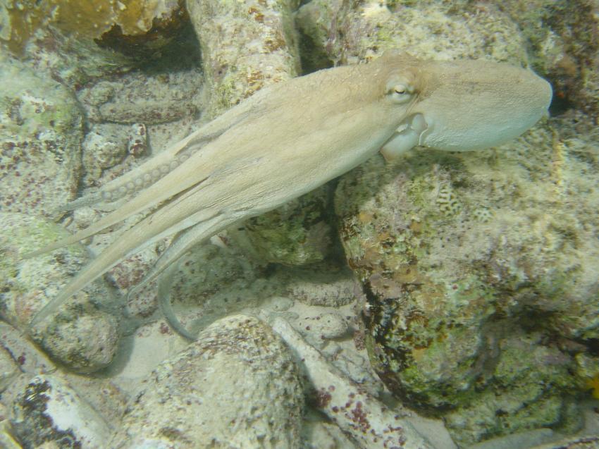 Bonaire, Bonaire,Niederländische Antillen,Octopus auf der Flucht,beige,Tarnung