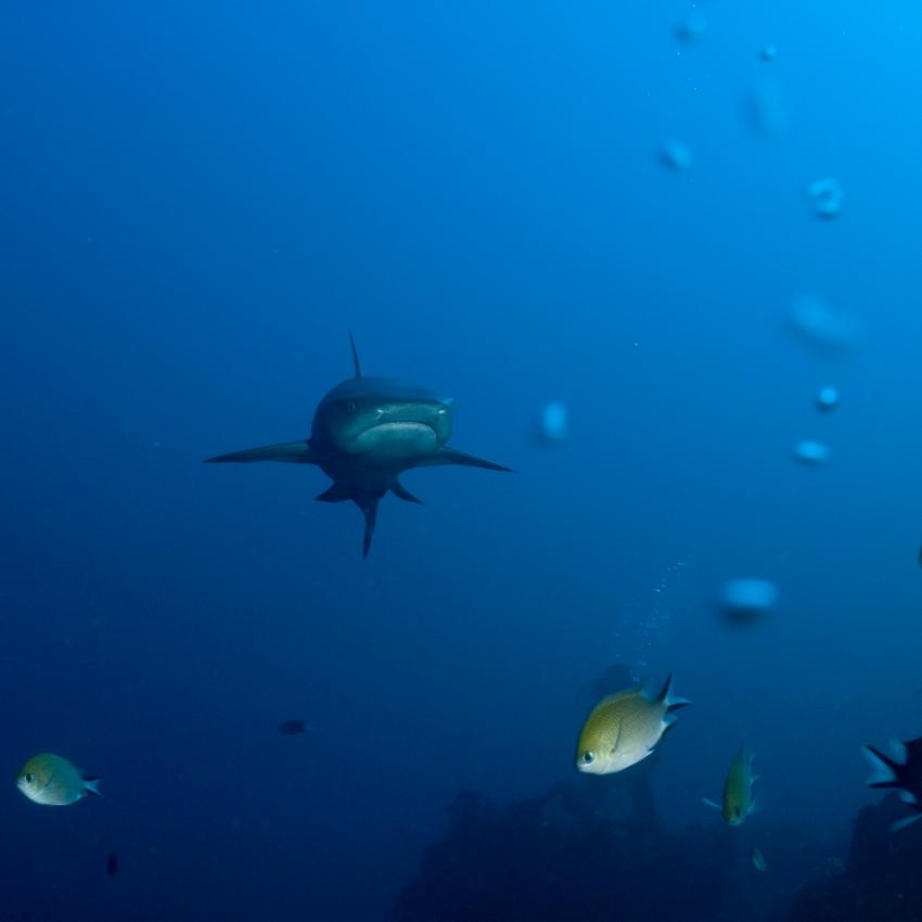Komodo mit der SY Indo Siren, Orca Dive Club Labuan Bajo Flores,Allgemein,Indonesien,Schwarzspitzenhai,Hai