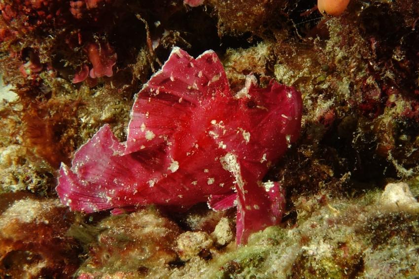 Leaffish Magic Reef, Leaffish, Blattfisch, Monocirrhus polyacanthus, Spanish Dancer Divers, Tansania