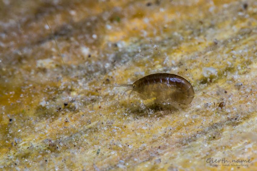 Critter im Echinger Weiher, Echinger Weiher, Deutschland, Bayern