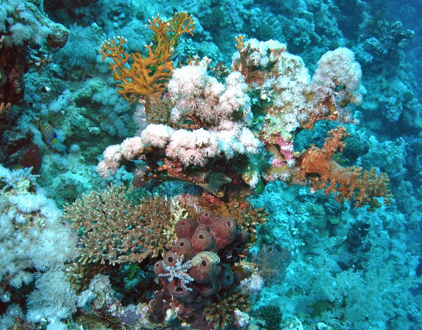 Safaga 01/2011 Teil 3, Safaga - allgemein,Ägypten