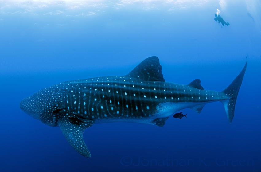 Ausgewachsener Walhai mit kleinen Taucher :), Galapagos, Tauchen, Tauchsafari, Walhai, Darwin Arch, Galapagos Shark Diving, Ecuador