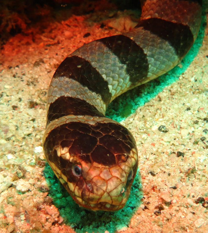 Bei den Cocktail Divers im Garden of Eden, Mindoro,Philippinen